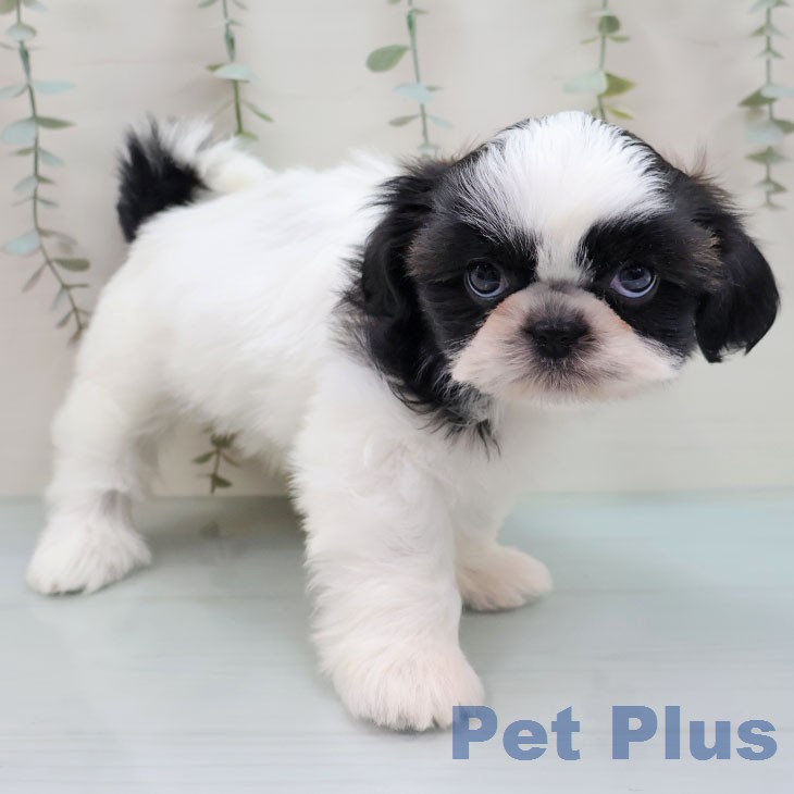 シー・ズーの写真2