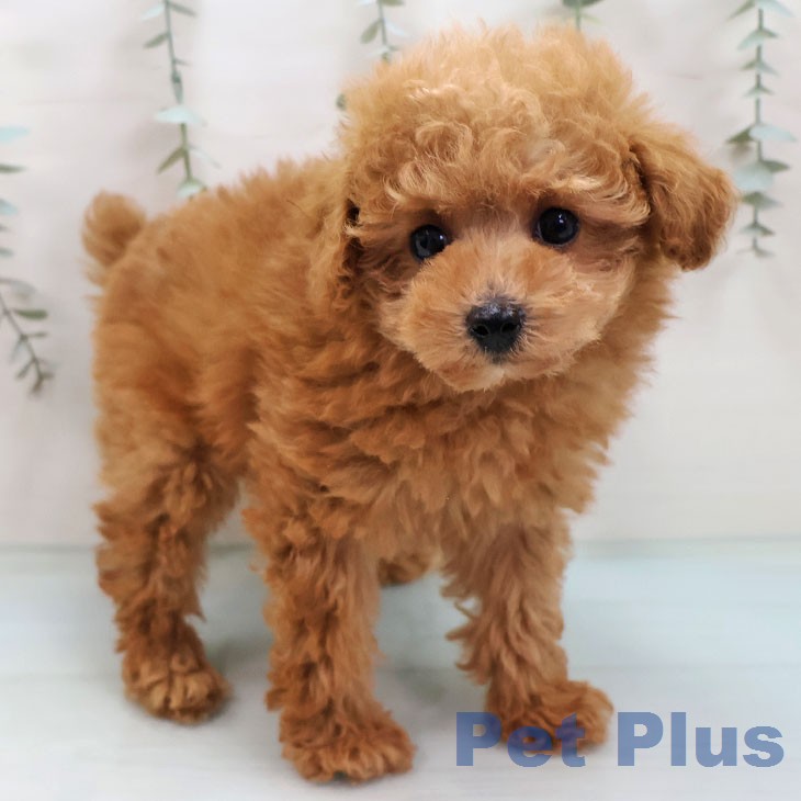 トイ・プードル