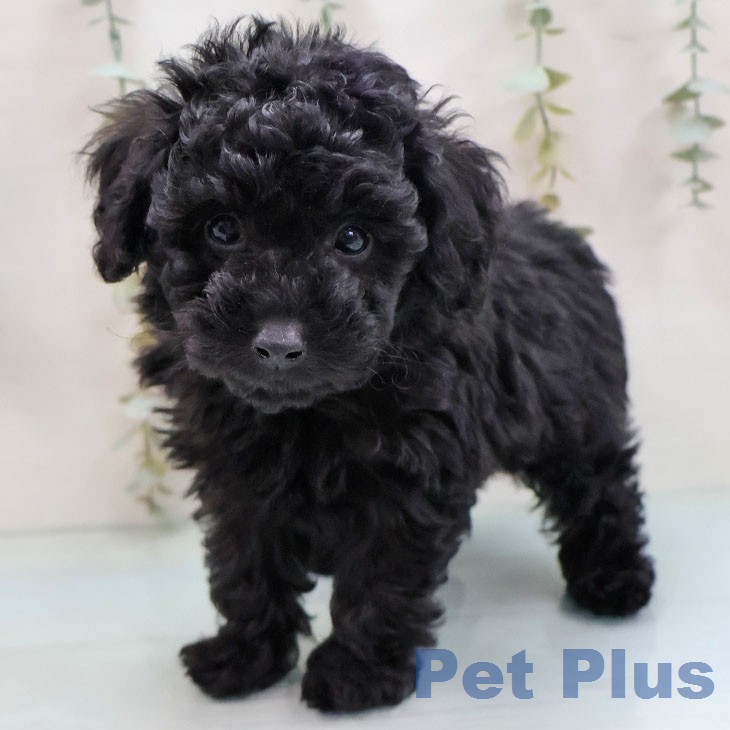 トイ・プードル