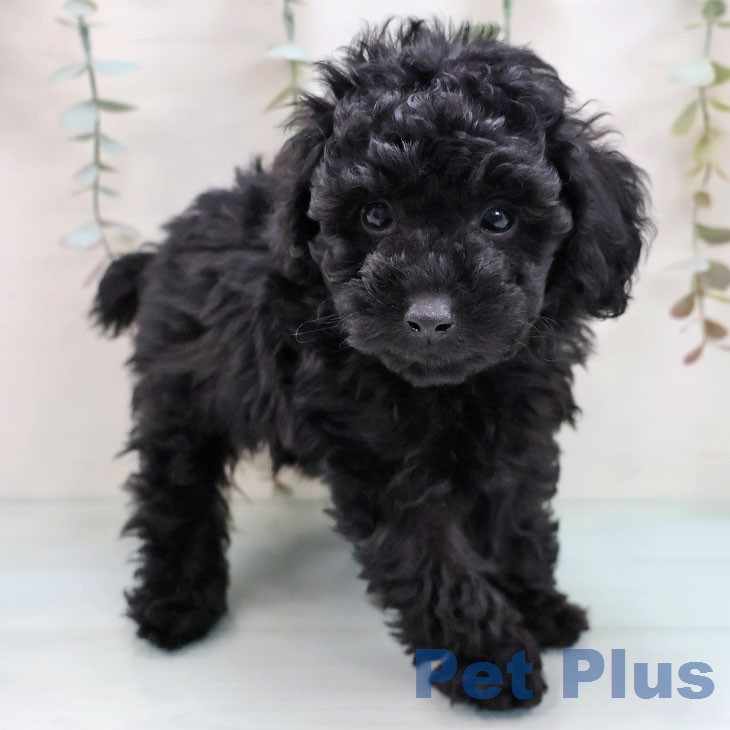 トイ・プードルの写真2