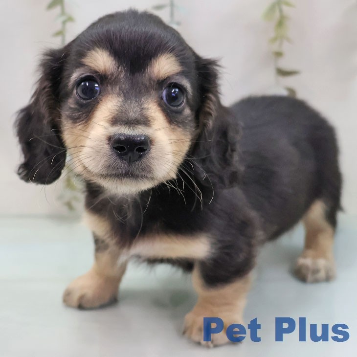 ミニチュア・ダックスフンド