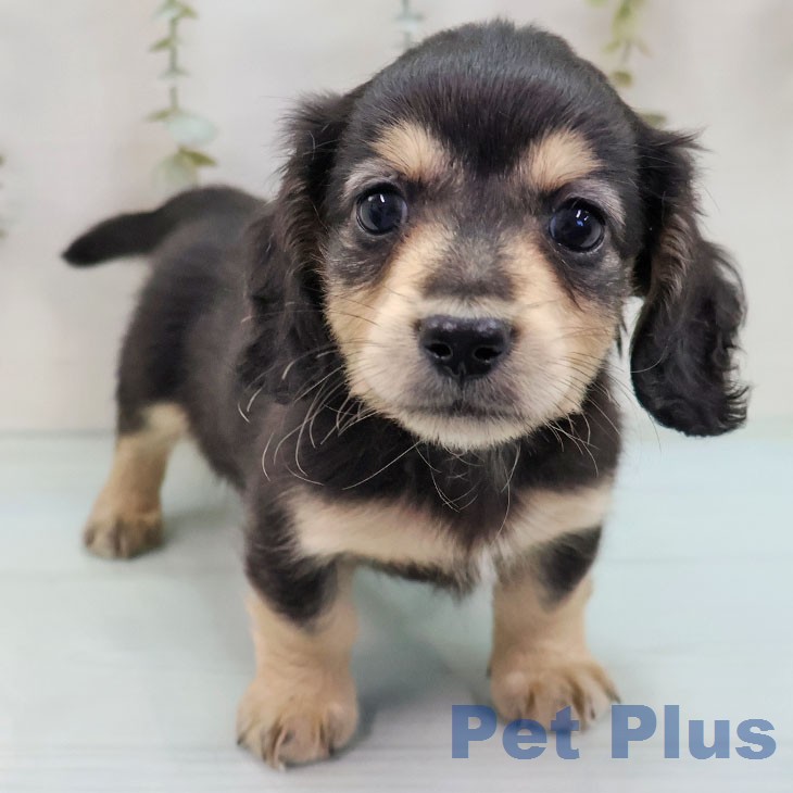 ミニチュア・ダックスフンドの写真2