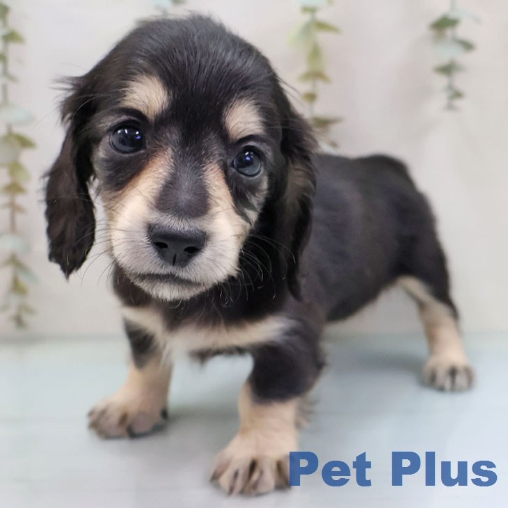 ミニチュア・ダックスフンド