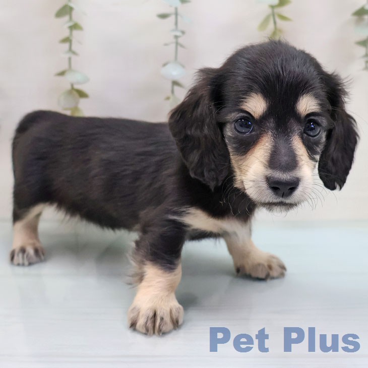 ミニチュア・ダックスフンドの写真2