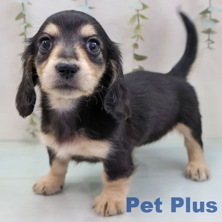 ミニチュア・ダックスフンド