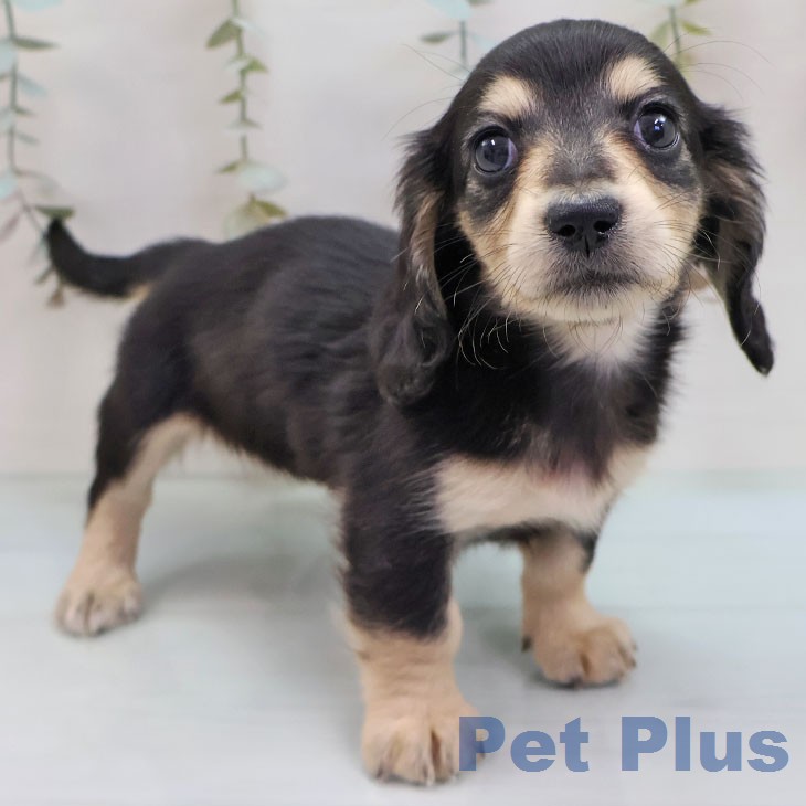 ミニチュア・ダックスフンド