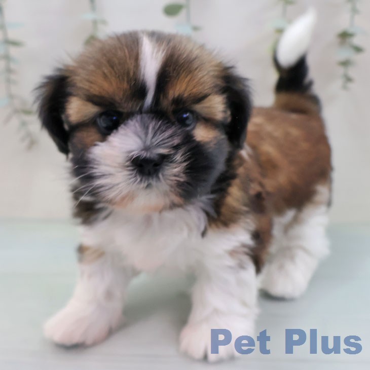 シー・ズーの写真2