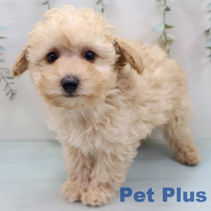 トイ・プードル