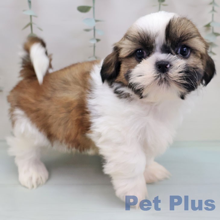 シー・ズーの写真2