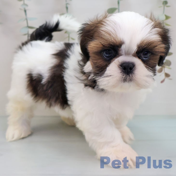 シー・ズーの写真2