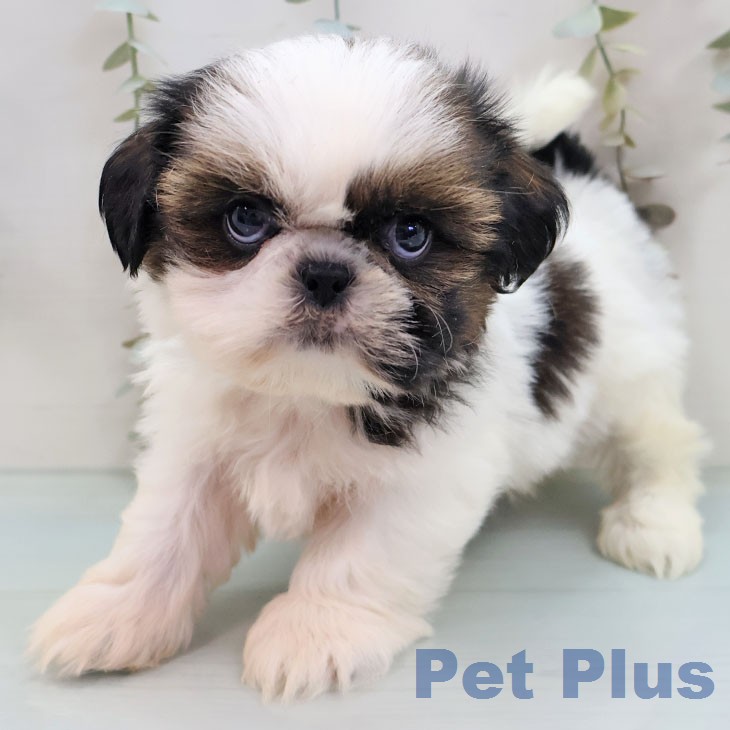 シー・ズーの写真2