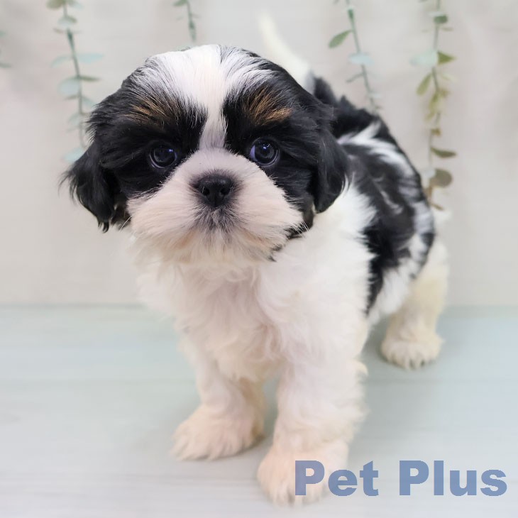 シー・ズーの写真2