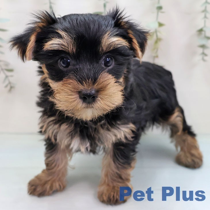 ヨークシャー・テリア