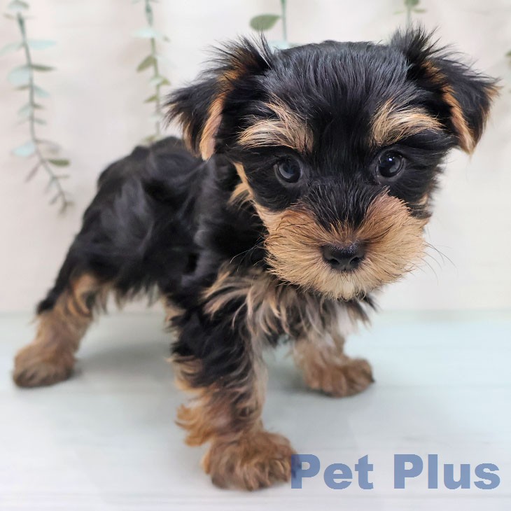 ヨークシャー・テリアの写真2