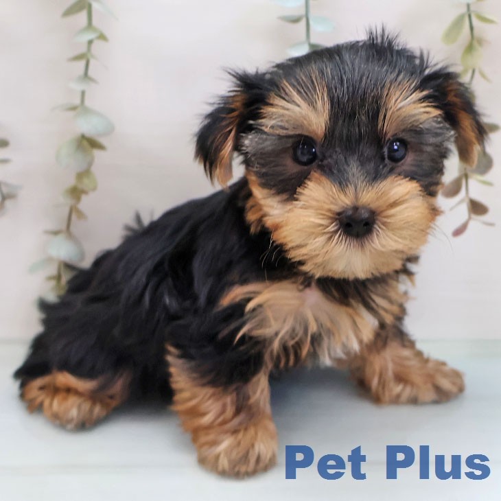 ヨークシャー・テリア