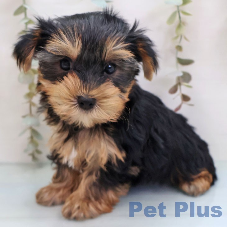 ヨークシャー・テリア