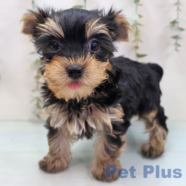 ヨークシャー・テリア