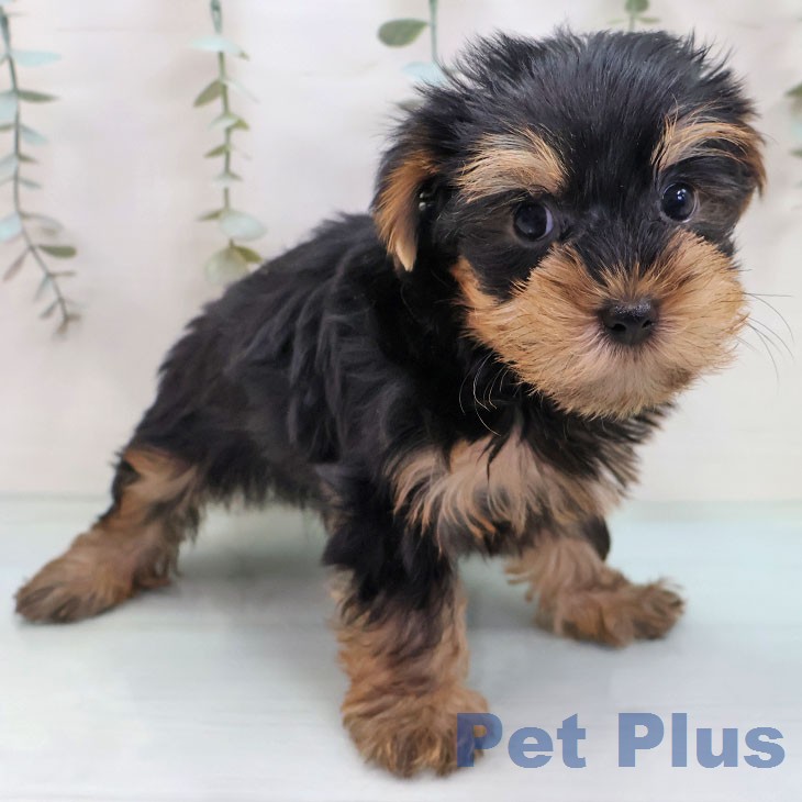 ヨークシャー・テリアの写真2