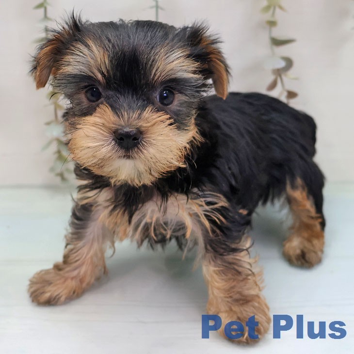 ヨークシャー・テリア