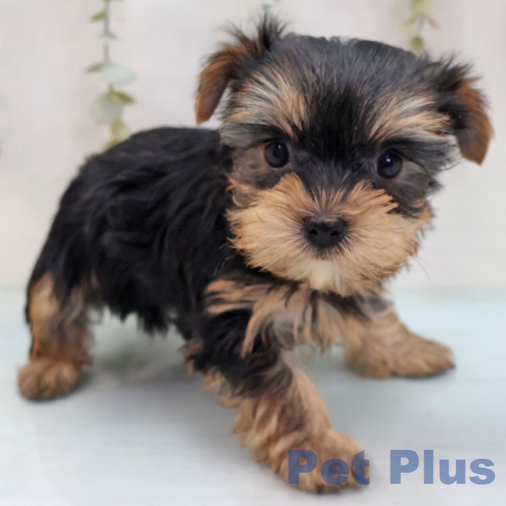 ヨークシャー・テリア