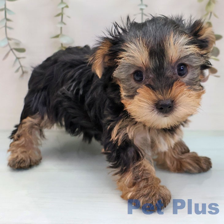 ヨークシャー・テリア