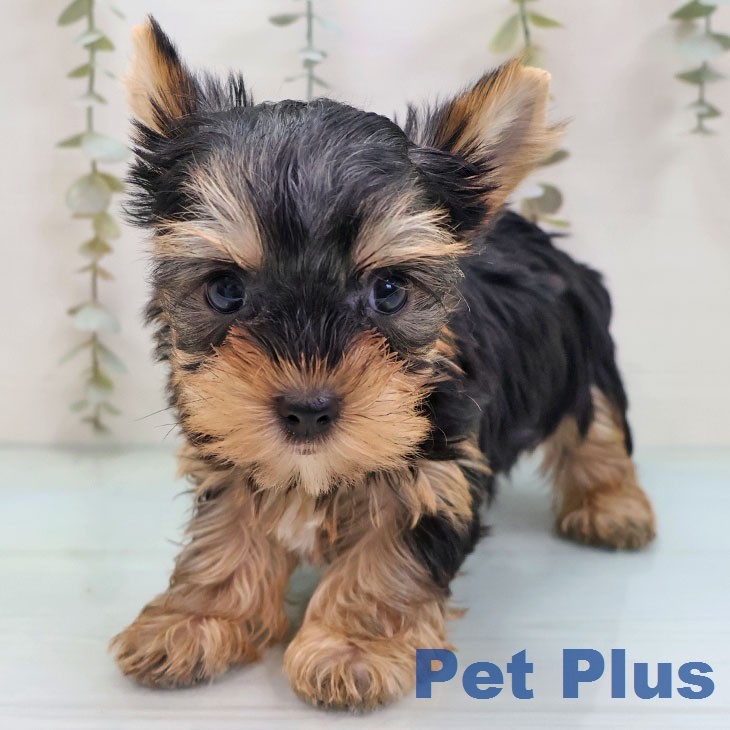 ヨークシャー・テリア