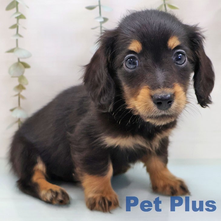 ミニチュア・ダックスフンド