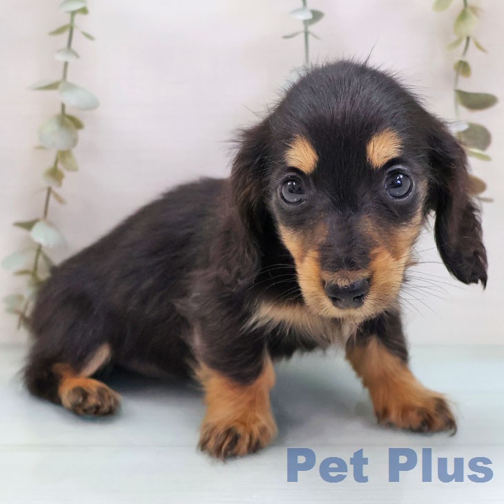 ミニチュア・ダックスフンドの写真2