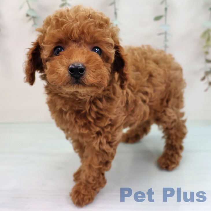 トイ・プードル