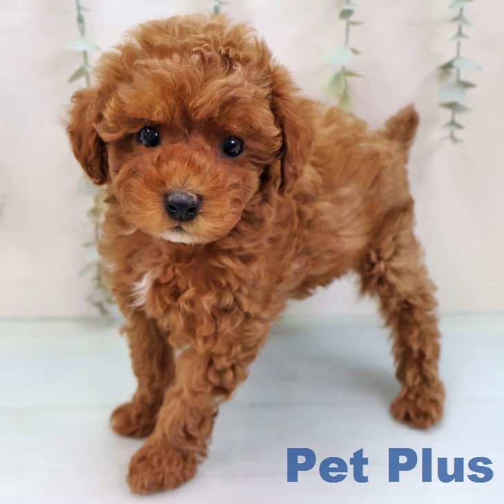 トイ・プードル