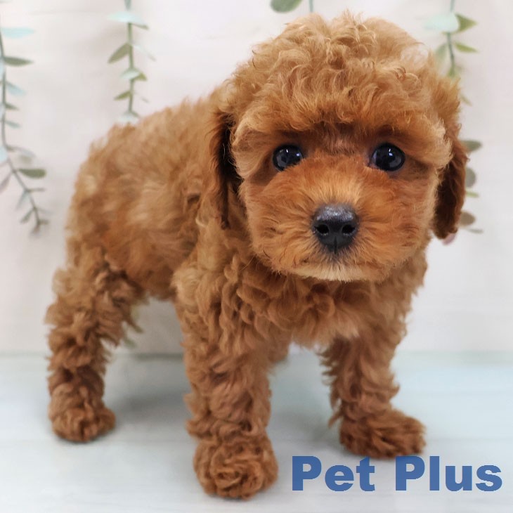 トイ・プードル