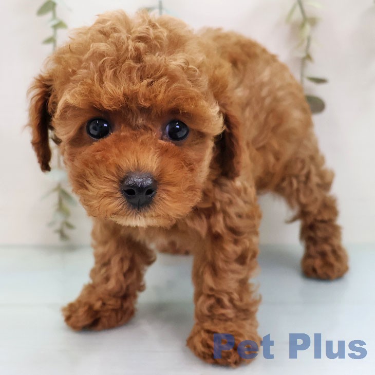 トイ・プードル