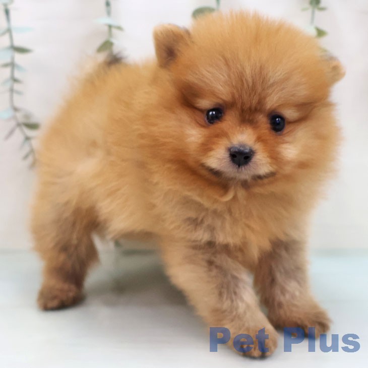 ポメラニアンの写真2