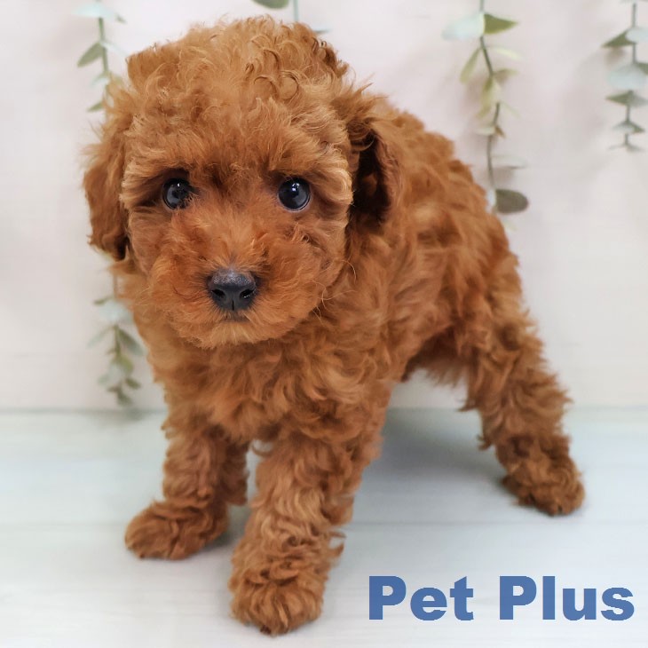 トイ・プードル