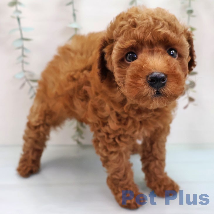 トイ・プードルの写真2