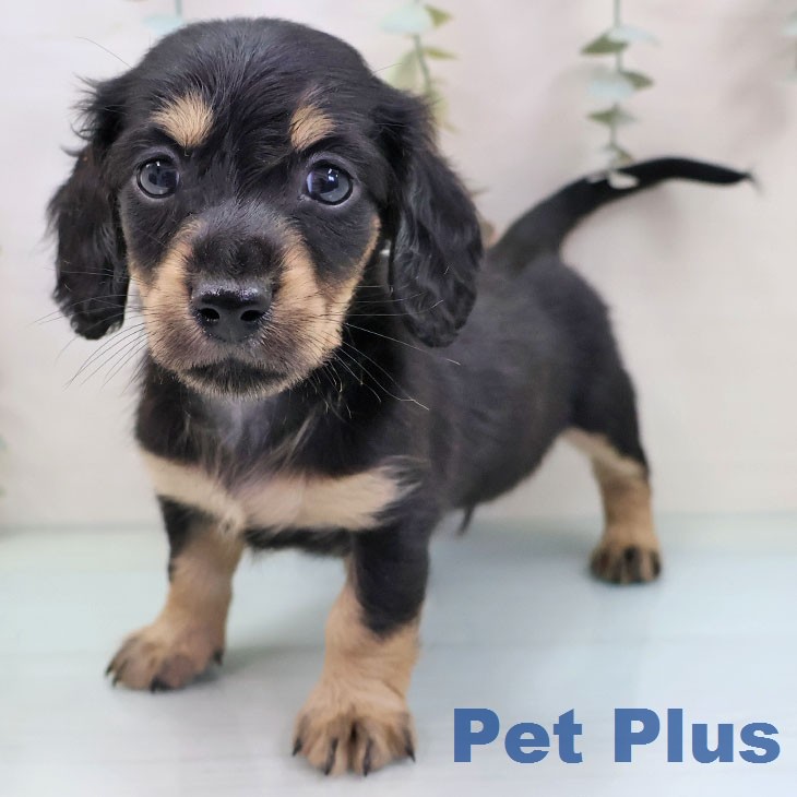 ミニチュア・ダックスフンド