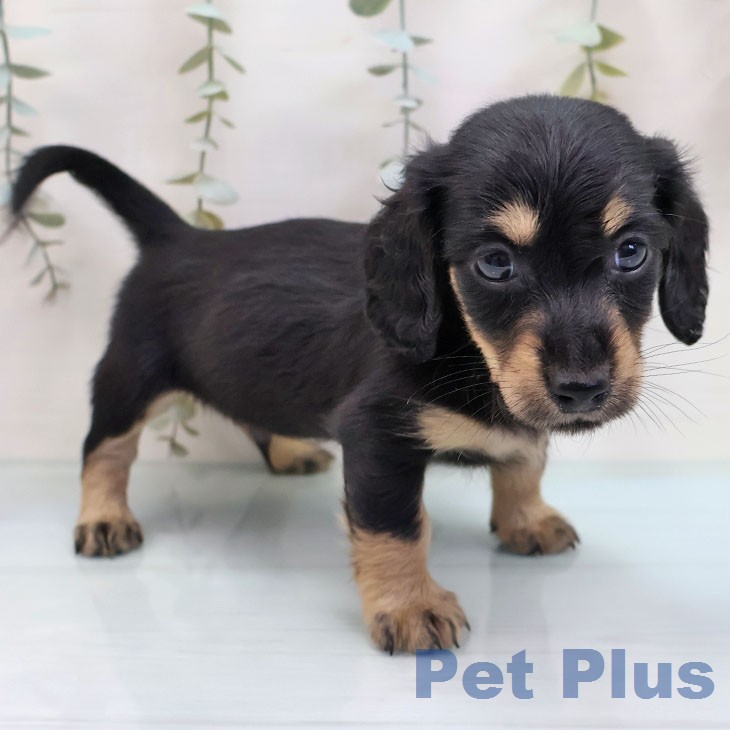 ミニチュア・ダックスフンドの写真2