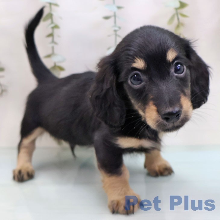 ミニチュア・ダックスフンドの写真2