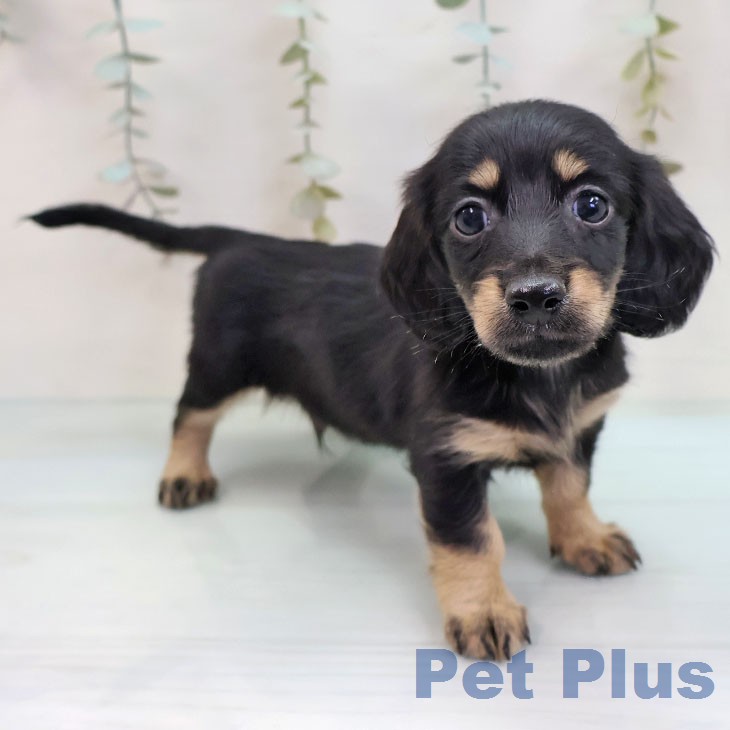 ミニチュア・ダックスフンド