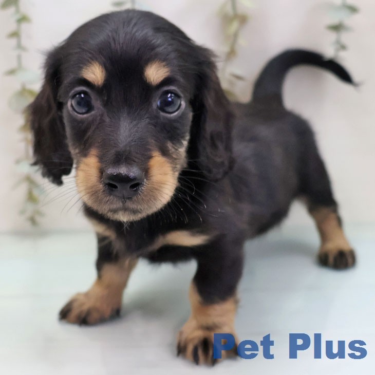 ミニチュア・ダックスフンド