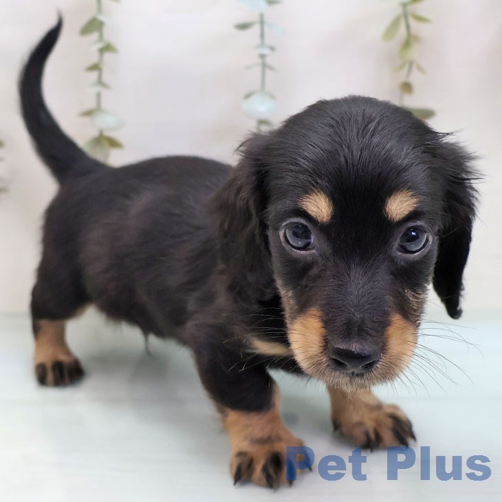 ミニチュア・ダックスフンドの写真2