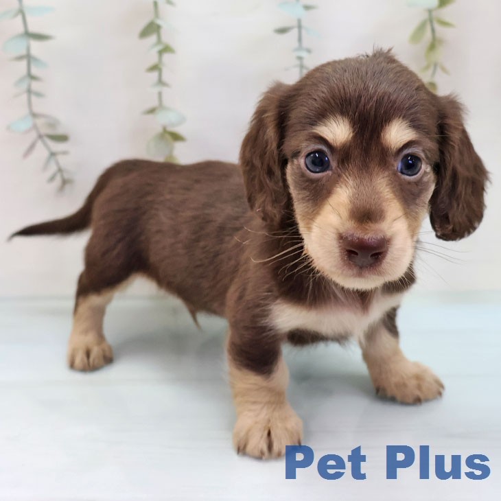 ミニチュア・ダックスフンド