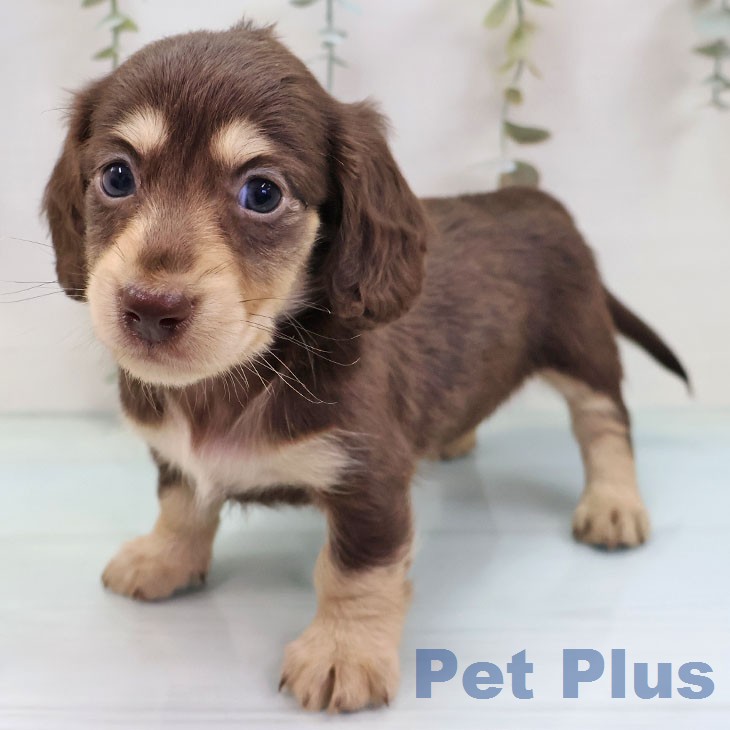 ミニチュア・ダックスフンドの写真2