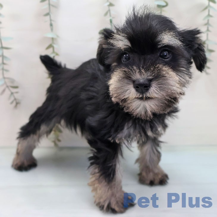 ミニチュア・シュナウザーの写真2