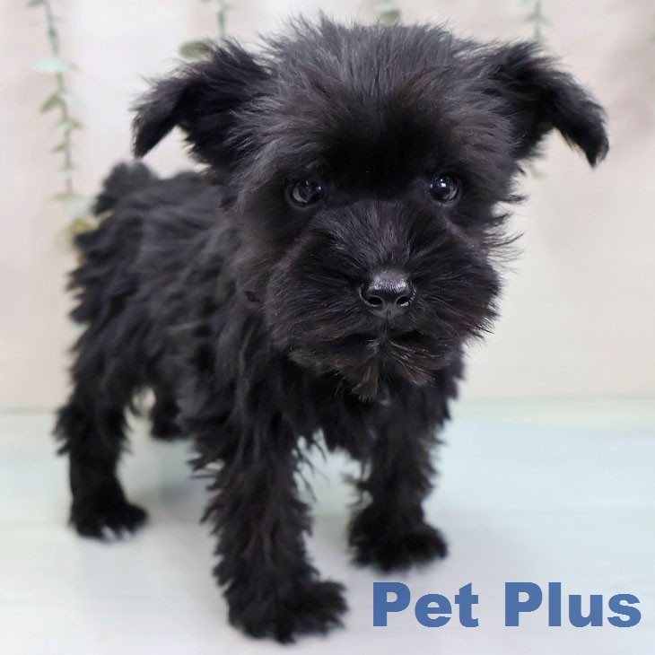 ミニチュア・シュナウザー