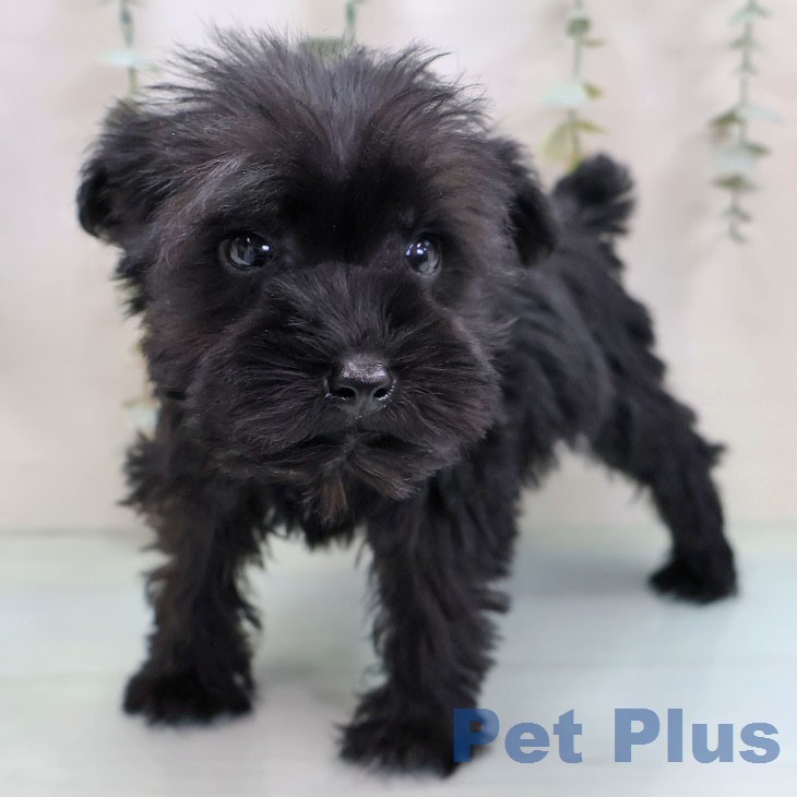 ミニチュア・シュナウザーの写真2