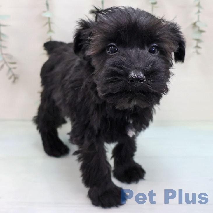 ミニチュア・シュナウザー