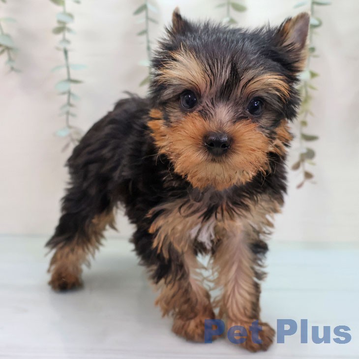 ヨークシャー・テリア