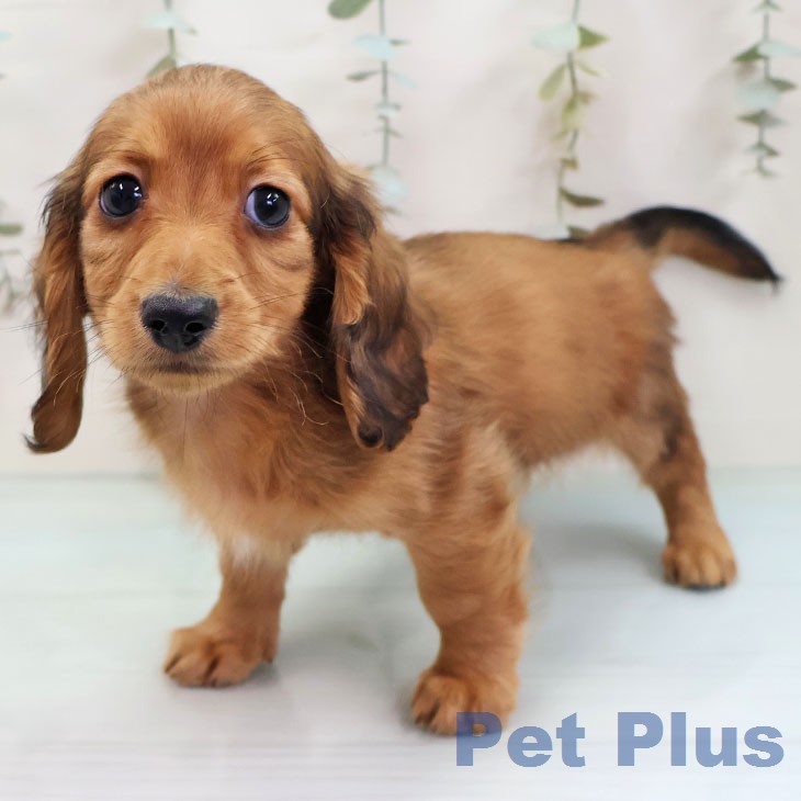 カニーンヘン・ダックスフンド