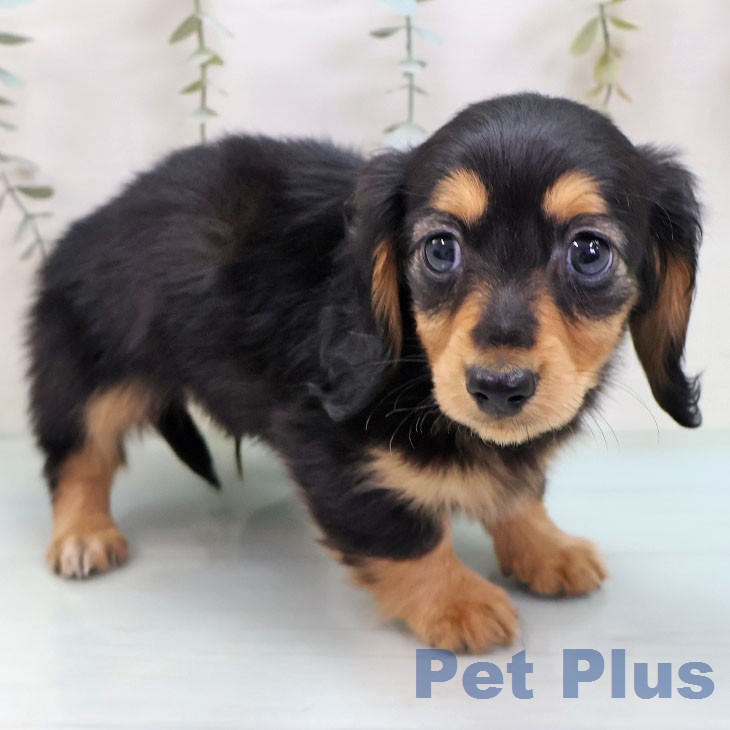 カニーンヘン・ダックスフンドの写真2